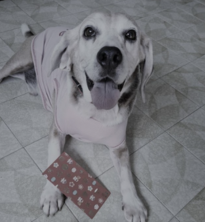 SPARKY