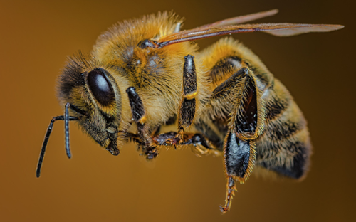 Bee-1-1 Bee-1-1