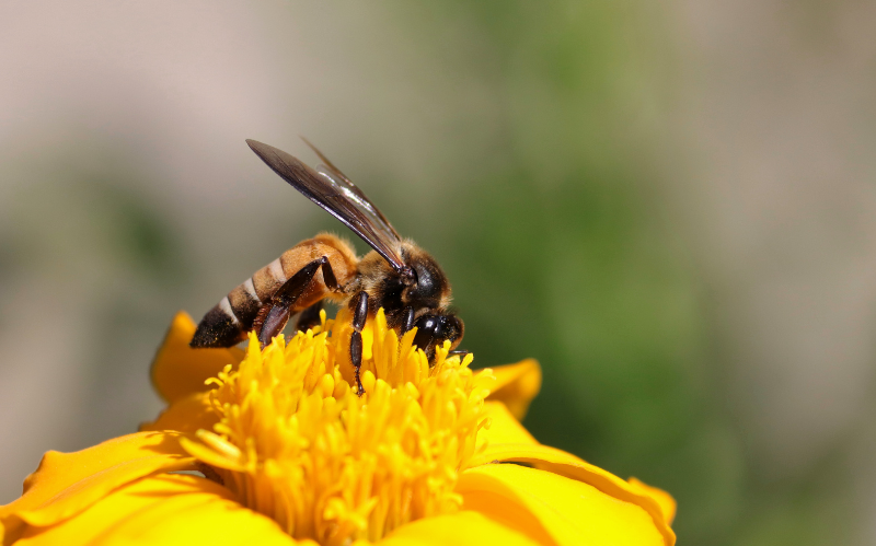 Bee collecting nectar from flower