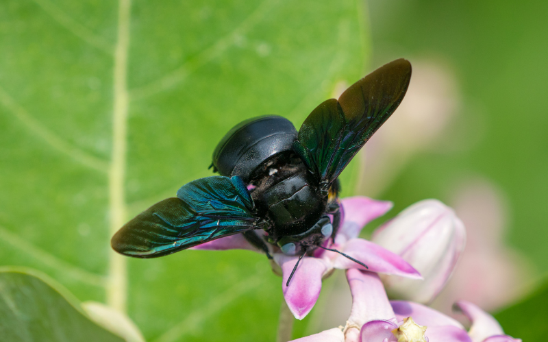 Bee collecting nectar from flower