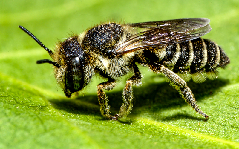 Bee on a leaf