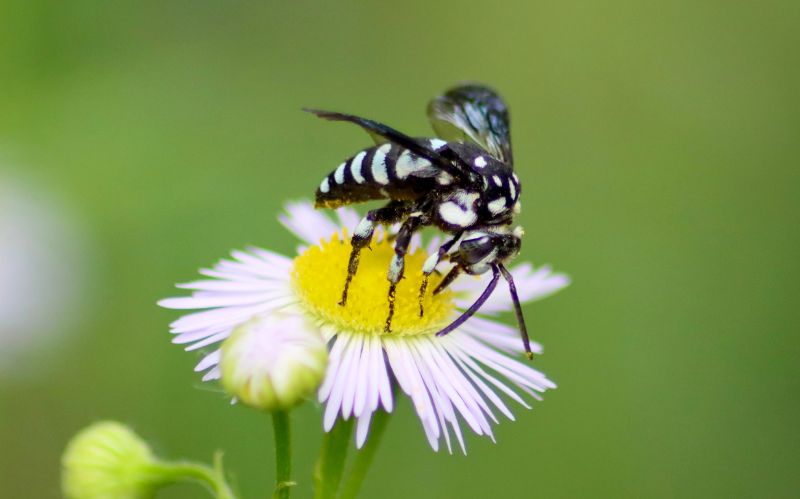 Bee collecting nectar from flower