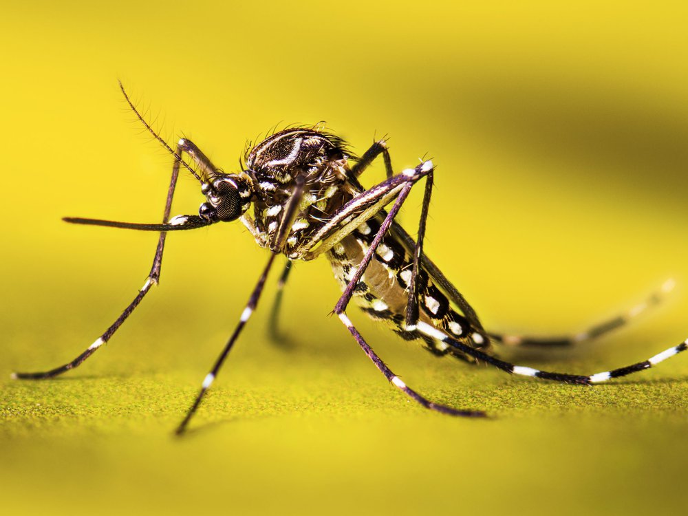 aedes mosquito 1