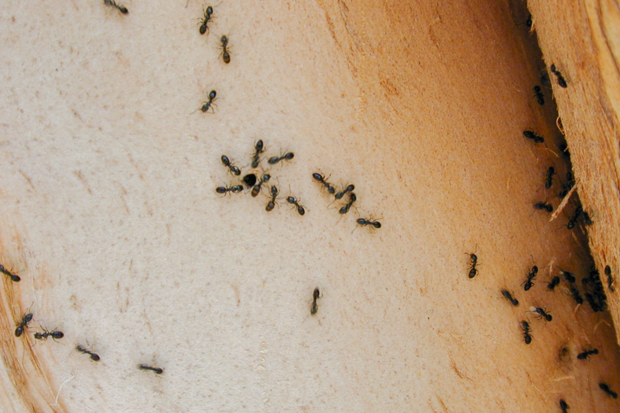 black crazy ants (movement)