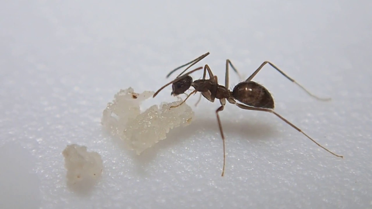 black crazy ants 2