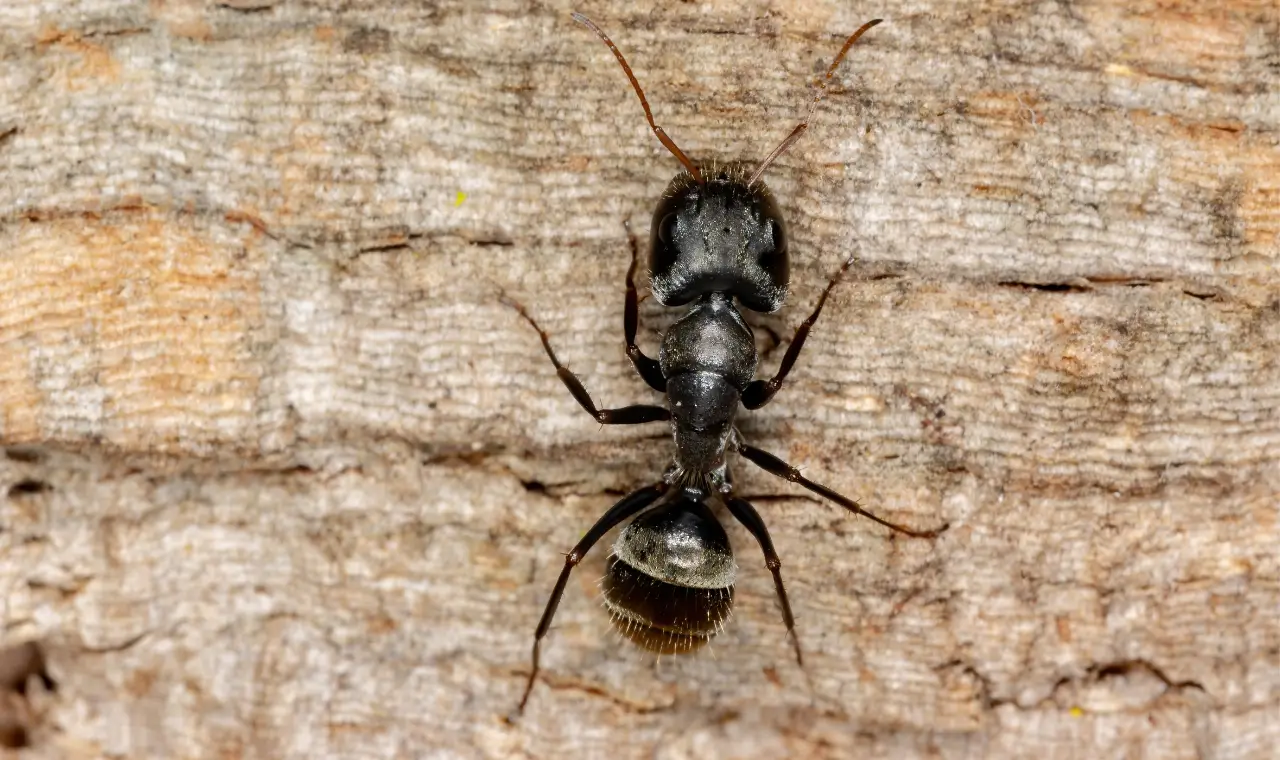 carpenter ants