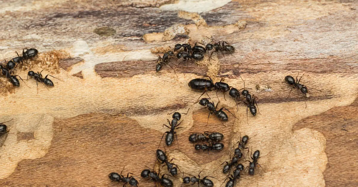 carpenter ants 2
