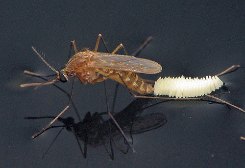 culex mosquito 1