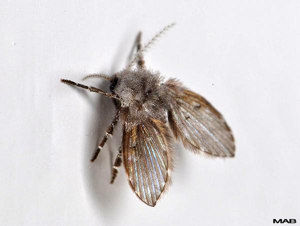 drain fly 1