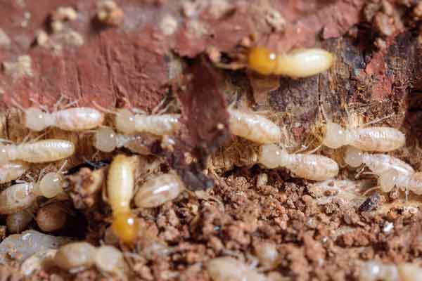 drywood termites 2