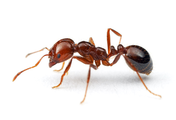 fire ants 2