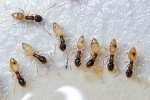 ghost ants 1