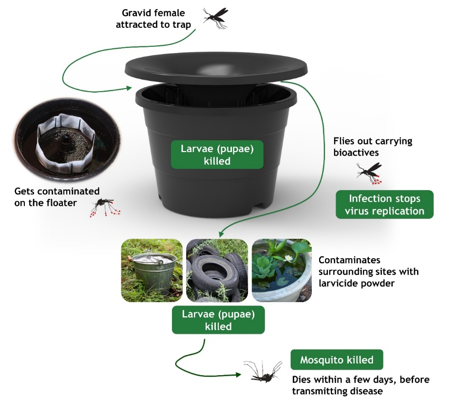 ORITRAP for mosquito control