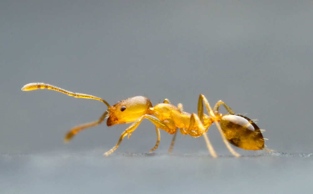 pharaoh ants 1