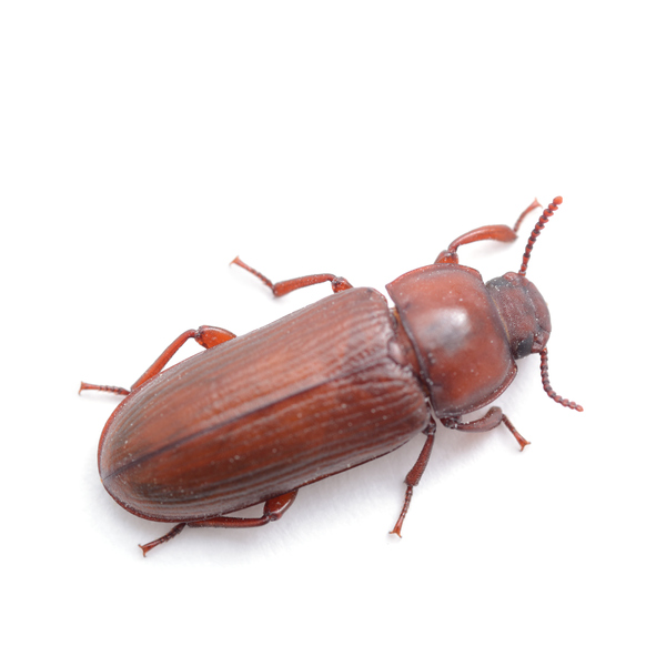red flour beetle 1 (1)