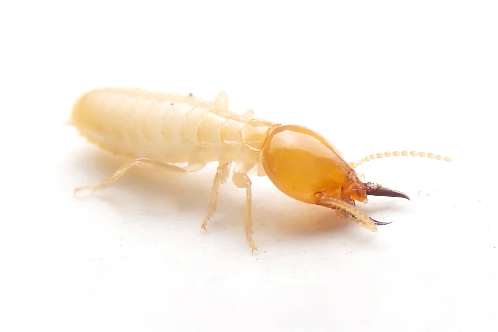 subterranean termite 1