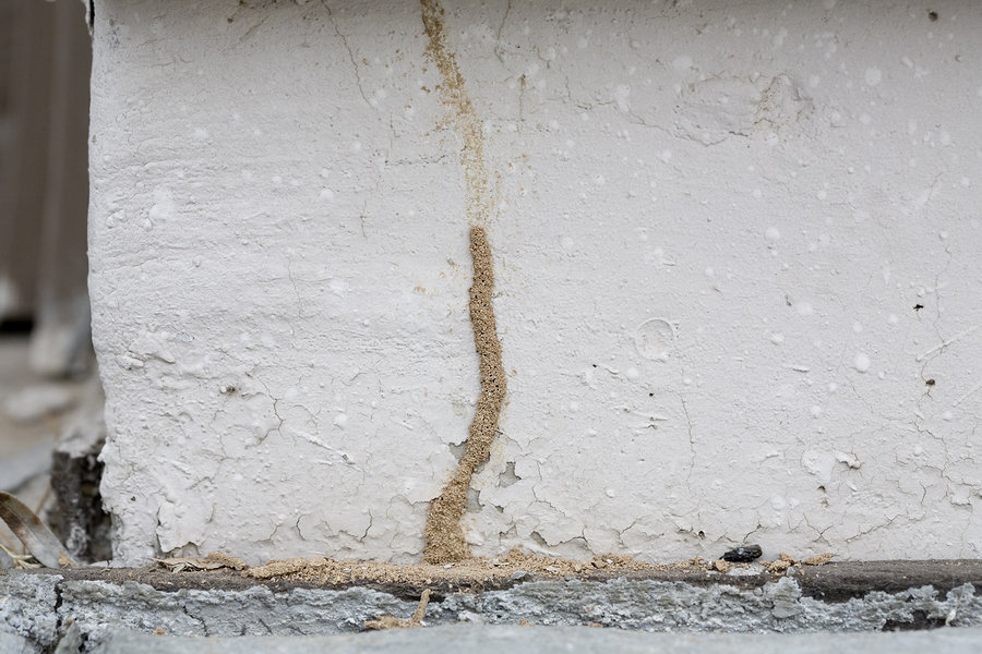 subterranean termites 2