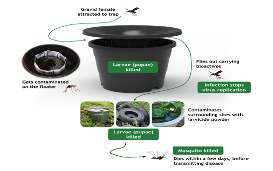 Mosquito control process showing larval treatment and prevention stages