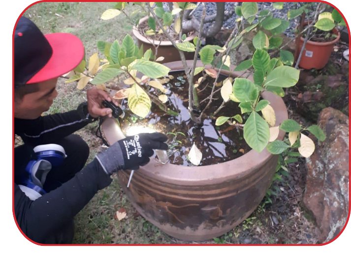 Technician inspecting stagnant water for mosquito breeding sites during source reduction