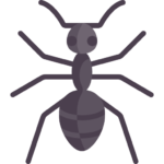 ant image