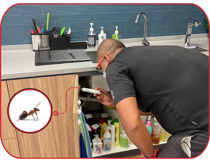 Technician applying ant pest control treatment under kitchen sink cabinet