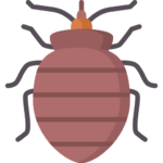 Bed bug
