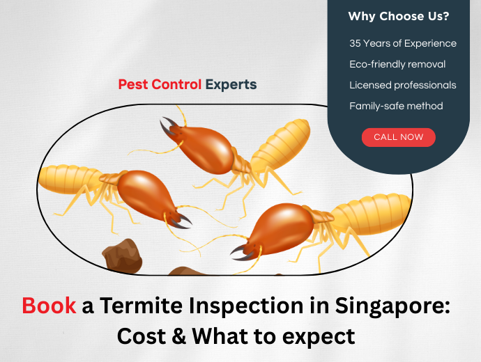 Book Termite Inspection in Singapore: Cost & What to Expect