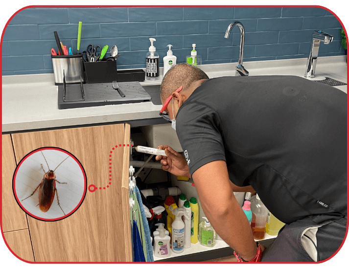 Technician applying cocroach pest control treatment under kitchen sink cabinet