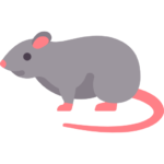 rat image