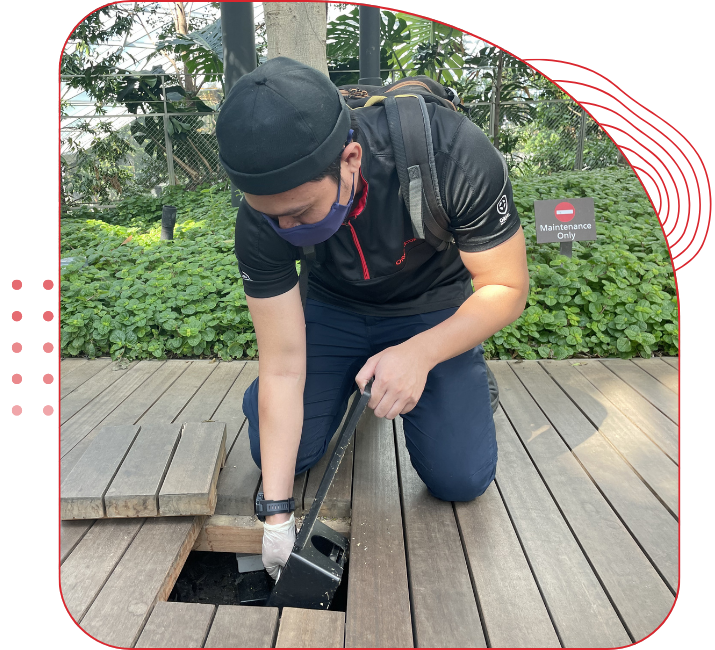 Professional rodent control setting traps for rats in commercial kitchen