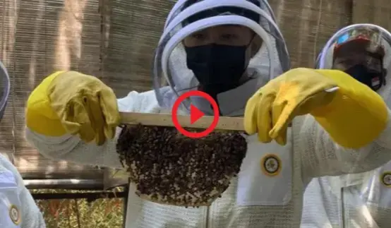 Technician relocating bees using safety net