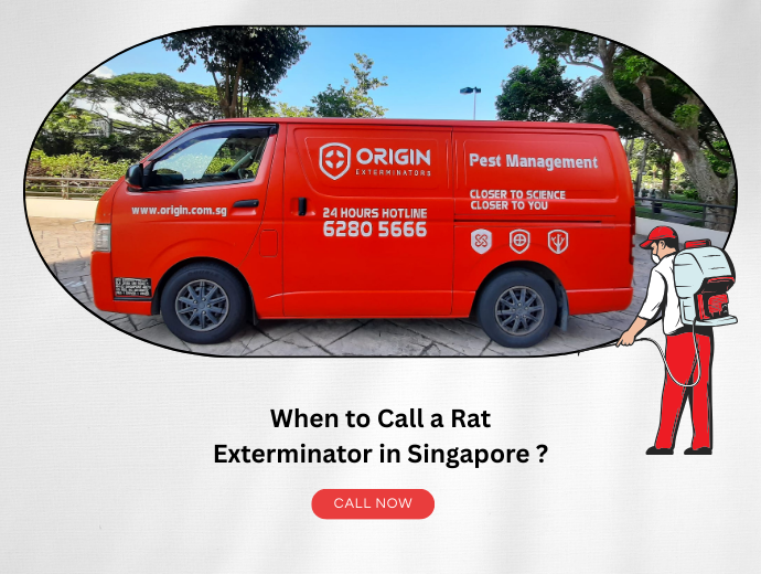 When to Call a Rat Exterminator in Singapore?
