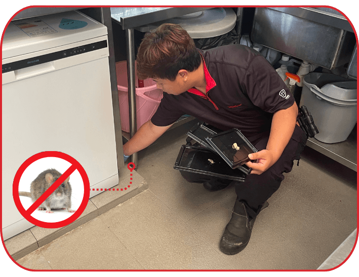 ORIGIN technician placing glue boards for rodent control in Singapore commercial kitchen
